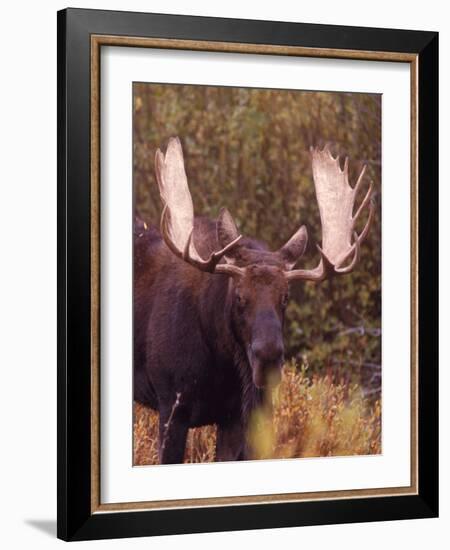 Moose-Elizabeth DeLaney-Framed Photographic Print