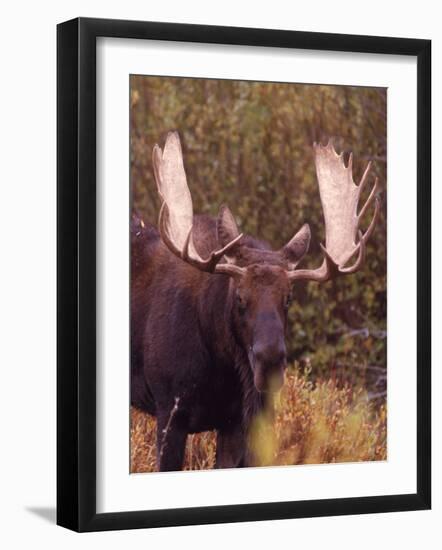 Moose-Elizabeth DeLaney-Framed Photographic Print