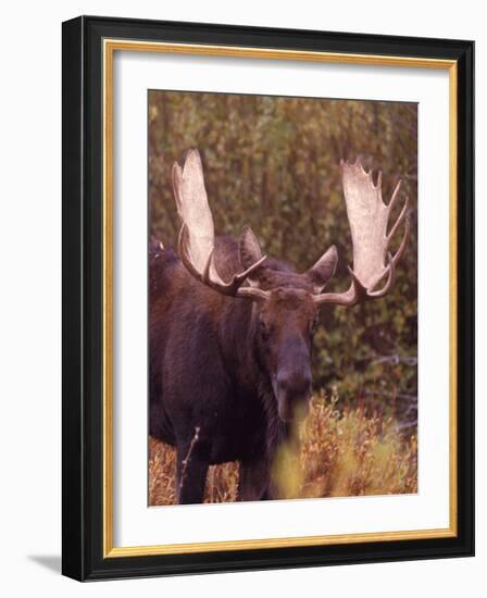 Moose-Elizabeth DeLaney-Framed Photographic Print