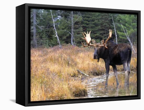 Moose-null-Framed Premier Image Canvas