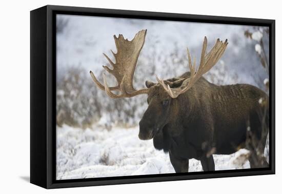 Moose-null-Framed Premier Image Canvas