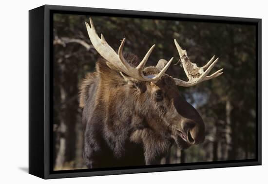 Moose-DLILLC-Framed Premier Image Canvas