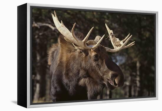 Moose-DLILLC-Framed Premier Image Canvas