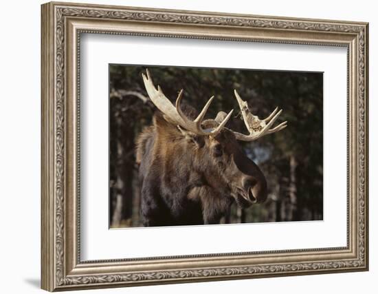 Moose-DLILLC-Framed Photographic Print