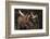 Moose-DLILLC-Framed Photographic Print