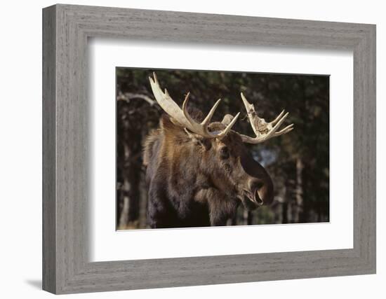 Moose-DLILLC-Framed Photographic Print