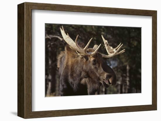 Moose-DLILLC-Framed Photographic Print