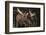 Moose-DLILLC-Framed Photographic Print