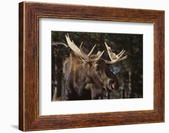 Moose-DLILLC-Framed Photographic Print