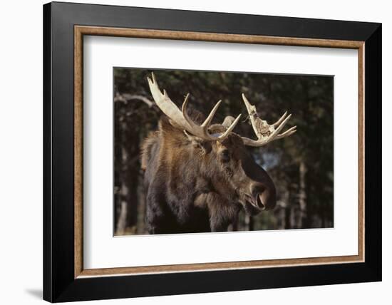 Moose-DLILLC-Framed Photographic Print