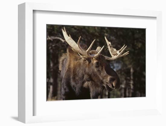 Moose-DLILLC-Framed Photographic Print