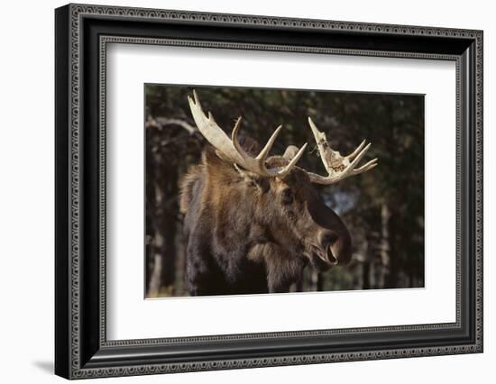 Moose-DLILLC-Framed Photographic Print