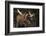 Moose-DLILLC-Framed Photographic Print