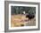 Moose-null-Framed Photographic Print