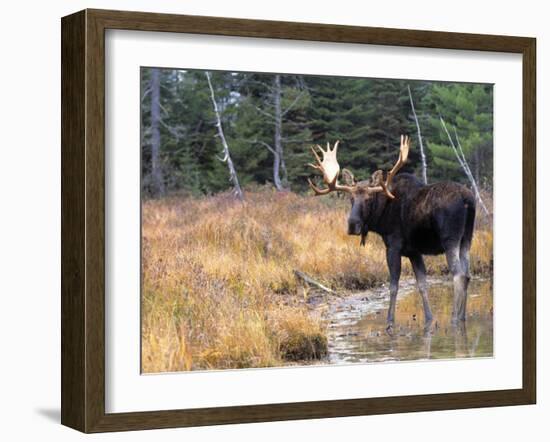 Moose-null-Framed Photographic Print