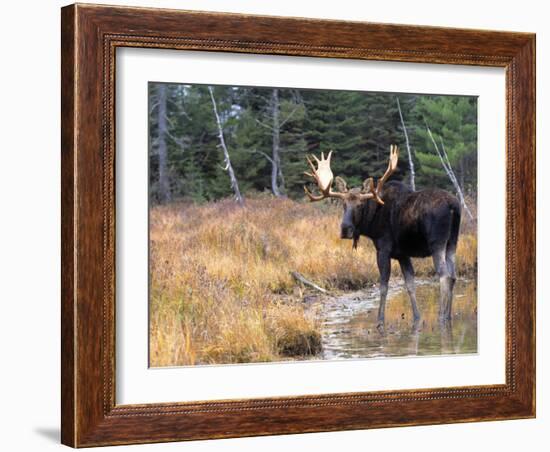 Moose-null-Framed Photographic Print