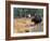 Moose-null-Framed Photographic Print