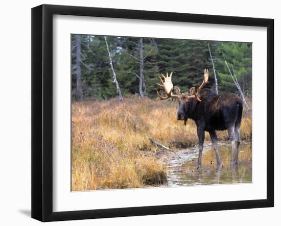 Moose-null-Framed Photographic Print