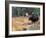 Moose-null-Framed Photographic Print