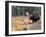 Moose-null-Framed Photographic Print