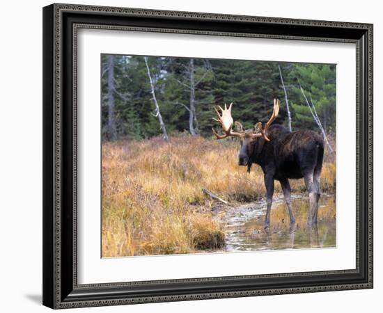 Moose-null-Framed Photographic Print