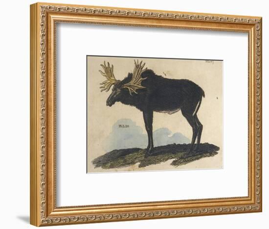 Moose-null-Framed Art Print