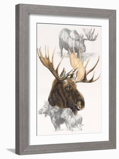 Moose-Barbara Keith-Framed Giclee Print