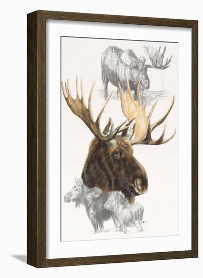 Moose-Barbara Keith-Framed Giclee Print