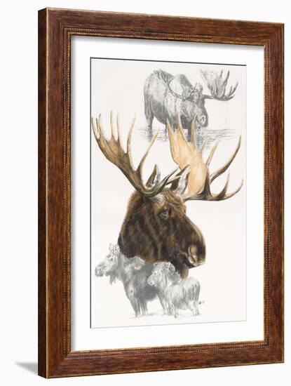 Moose-Barbara Keith-Framed Giclee Print