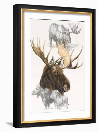 Moose-Barbara Keith-Framed Giclee Print