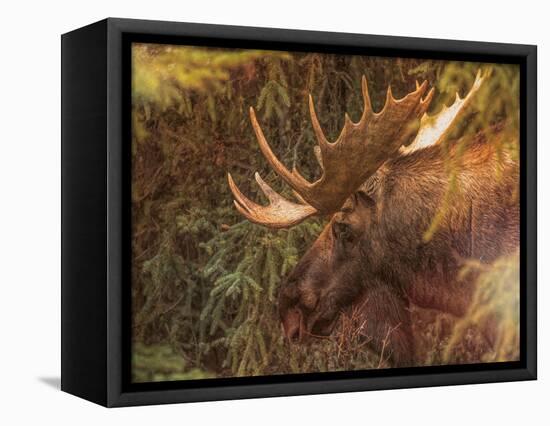 Moose-Dan Sproul-Framed Stretched Canvas