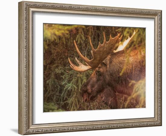 Moose-Dan Sproul-Framed Photo
