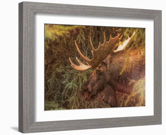 Moose-Dan Sproul-Framed Photo