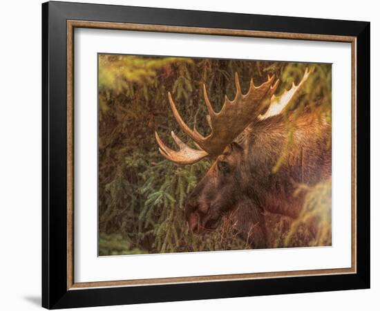 Moose-Dan Sproul-Framed Photo