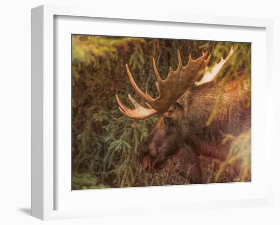 Moose-Dan Sproul-Framed Photo