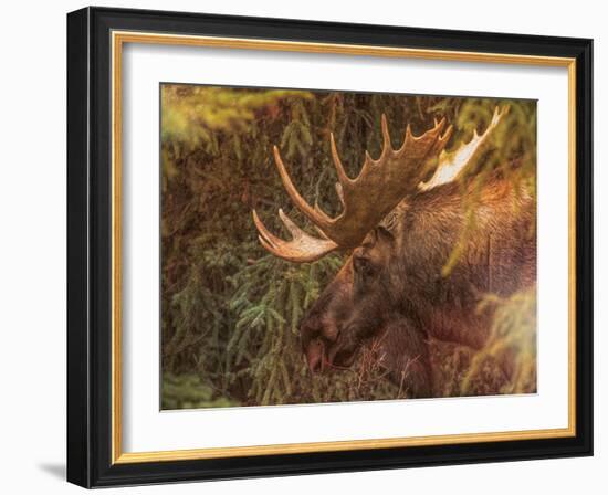 Moose-Dan Sproul-Framed Photo