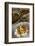 Moqueca Dish, Salvador (Salvador de Bahia), Bahia, Brazil, South America-Yadid Levy-Framed Photographic Print