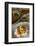 Moqueca Dish, Salvador (Salvador de Bahia), Bahia, Brazil, South America-Yadid Levy-Framed Photographic Print