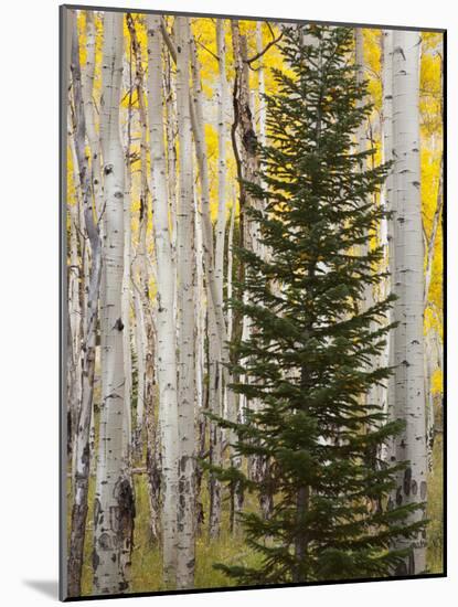 Moraine Park, Rocky Mountain National Park, Colorado, USA-Jamie & Judy Wild-Mounted Photographic Print