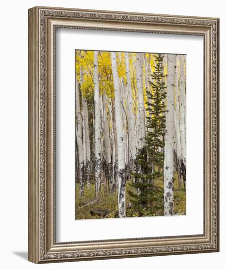 Moraine Park, Rocky Mountain National Park, Colorado, USA-Jamie & Judy Wild-Framed Photographic Print