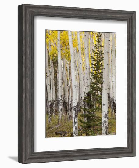 Moraine Park, Rocky Mountain National Park, Colorado, USA-Jamie & Judy Wild-Framed Photographic Print