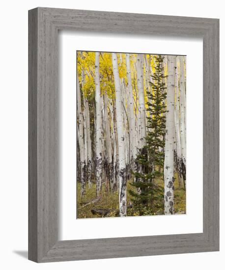 Moraine Park, Rocky Mountain National Park, Colorado, USA-Jamie & Judy Wild-Framed Photographic Print