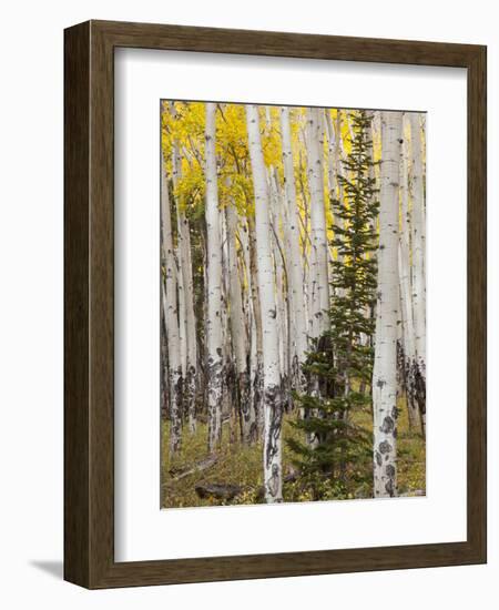 Moraine Park, Rocky Mountain National Park, Colorado, USA-Jamie & Judy Wild-Framed Photographic Print