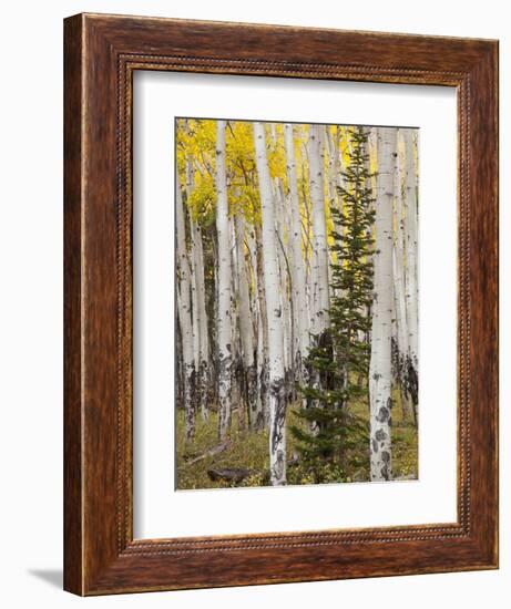 Moraine Park, Rocky Mountain National Park, Colorado, USA-Jamie & Judy Wild-Framed Photographic Print