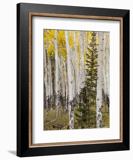 Moraine Park, Rocky Mountain National Park, Colorado, USA-Jamie & Judy Wild-Framed Photographic Print