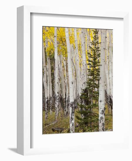 Moraine Park, Rocky Mountain National Park, Colorado, USA-Jamie & Judy Wild-Framed Photographic Print