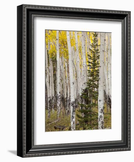 Moraine Park, Rocky Mountain National Park, Colorado, USA-Jamie & Judy Wild-Framed Photographic Print