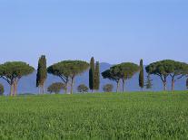 Landscape of Green Field, Parasol Pines and Cypress Trees, Province of Grosseto, Tuscany, Italy-Morandi Bruno-Photographic Print