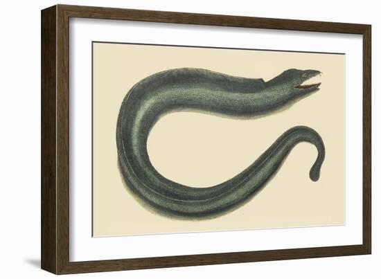 Moray Eel-Mark Catesby-Framed Art Print