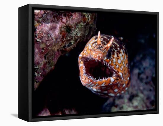 Moray-null-Framed Premier Image Canvas